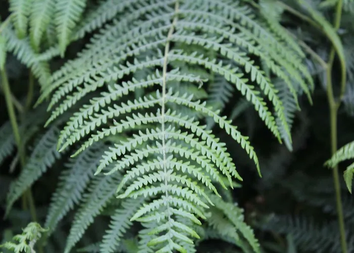 Otel Hotel Amenal 2*